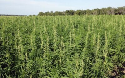 Growers, hemp advocates waiting impatiently for ag permits with passage of Nebraska bill -June 2019