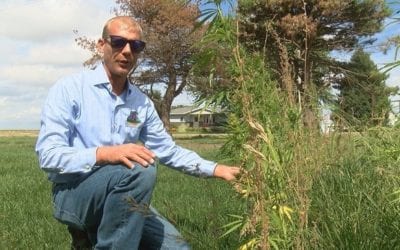 Hemp may be legal, but advocates still find many barriers – September 2019
