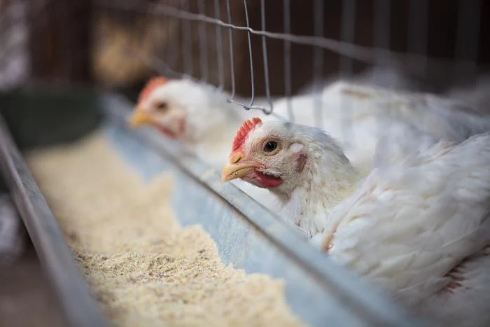 Poultry Hemp Feed | Healthier Chicken Feed | Hemp Chicken